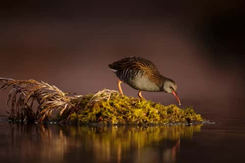 Water rail Rallus aquaticus, foraging on island of moss and reeds, South Scotland, UK, November