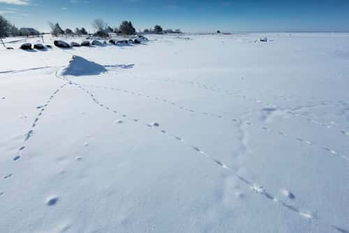 Least weasel Mustela nivalisa, tracks in snow, Pikla Linnumaja, Estonia, February 2018