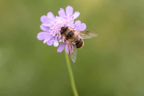 Drone fly Eristalis tenax, feeding on a scabious flower, wild flower area, nature reserve, County Durham, August