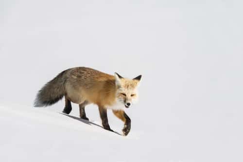 Red fox Vulpes vulpes, male looking for food, Yellowstone, USA, February