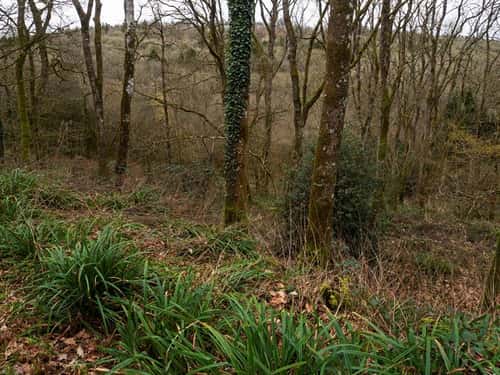 Footpath through Duncliffe Wood ancient woodland, near Shaftesbury, Blackmoor Vale, Dorset, England, UK, February