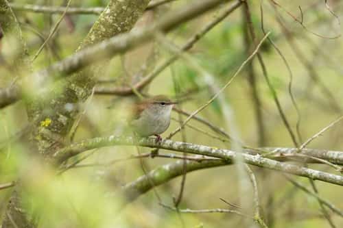 Cetti's warbler Cettia cetti, adult perched in vegetation, Langford Lakes, Wiltshire, April