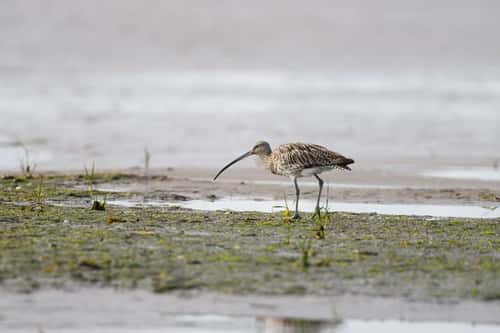 Eurasian curlew Numenius arquata, foraging on mudflats as the tide recedes, Northumberland, England, UK, August