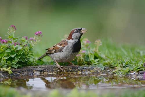 House sparrow Passer domesticus, male, drinking from garden bird bath, Co. Durham, England, September