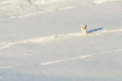 Least weasel Mustela nivalisa, adult in alert posture in snow, Pikla Linnumaja, Estonia, February