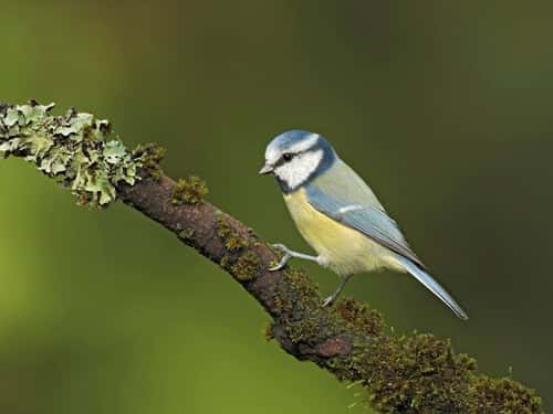 Blue tit Cyanistes caeruleus, perched on mossy branch, The Wirral, UK, October