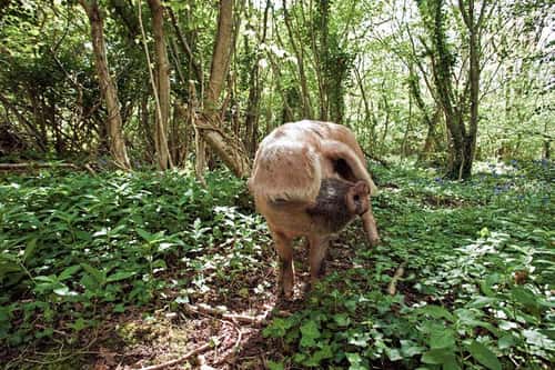 Tamworth pig Sus scrofa, young adult in bluebell woodland doing the ecological work of wild boar, a once common rights to allow pigs to be let free in woodland has all but disappeared from the British countryside, Wraxhall, Bristol, Avon, May 2009