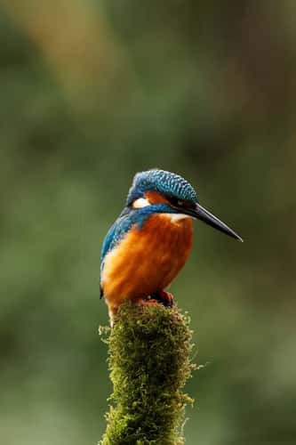 Kingfisher Alcedo attis, adult male perched on moss-covered stump in rain, looking for prey in stream, Droitwiich, Worcestershire, England, UK, October