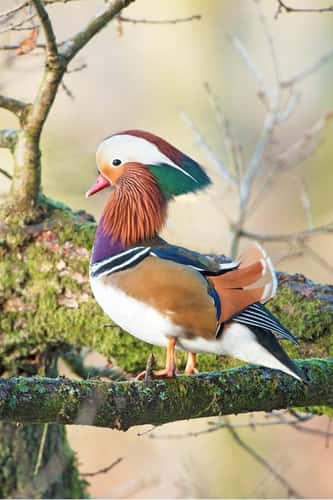 Mandarin duck Aix galericulata, breeding adult male perched in an Autumnal Oak Quercus robur over an Autumnal pond, Cannop Ponds, Forest of Dean, Gloucestershire, November