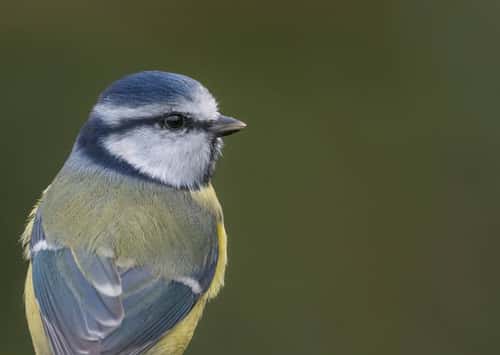 Blue tit Cyanistes caeruleus, close up of the head of an adult, Kent, October