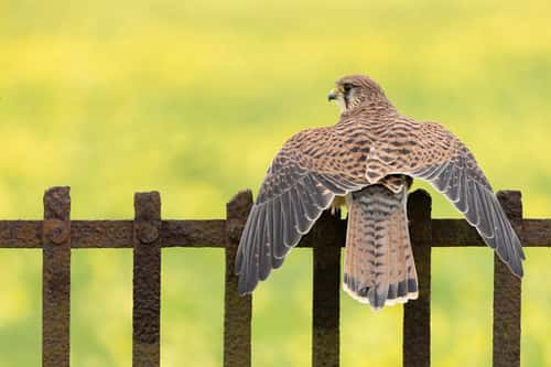 Common kestrel Falco tinnunculus, adult female perched on metal fence, captive, Hawk Conservancy Trust, Hampshire, UK, April
