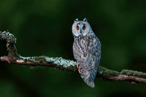 Long-eared owl Asio otus, adult perched on branch, France, June