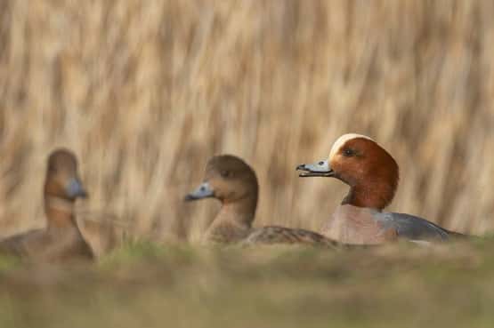 Wigeon Mareca penelope, adult male duck on grassland with two female ducks, RSPB Frampton Marsh Nature Reserve, Lincolnshire, England, UK, March