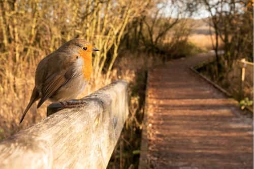 European robin Erithacus rubecula, friendly adult bird perched on a fence next to a footpath, RSPB Leighton Moss Nature Reserve, Silverdale, Lancaster, England, UK, November