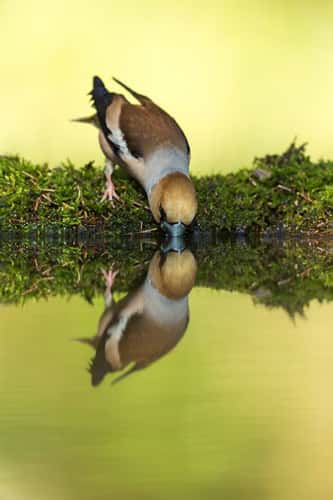 Hawfinch Coccothraustes coccothraustes, adult drinking from woodland pool, Tiszaalpár, Hungary, May