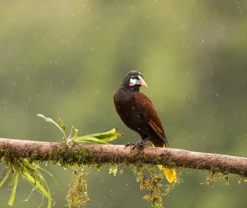 Montezuma oropendola, adult perched on branch, Costa Rica, January