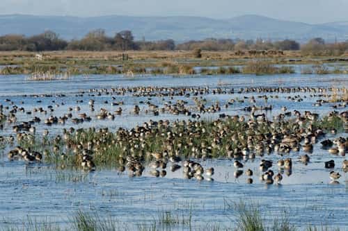 Common Teal Anas crecca, and Wigeon Anas penelope, resting in large numbers on largely frozen, flooded marshland, RSPB Greylake Nature Reserve, Somerset Levels, UK, January