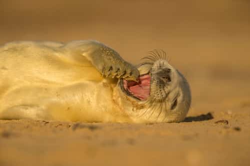 Atlantic grey seal Halichoerus grypus, newborn pup sleeping, Norfolk, November
