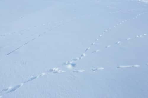 Least weasel Mustela nivalisa, tracks in snow, Pikla Linnumaja, Estonia, February 2018