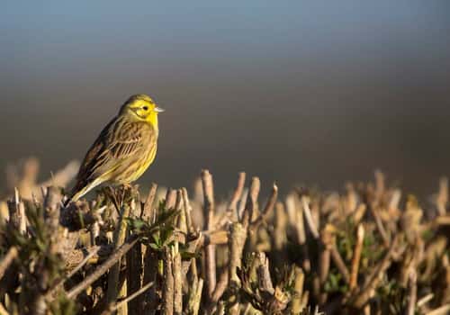 Yellowhammer Emberiza citrinell, adult male perched on recently-flailed hedge, Hertfordshire, England, UK, March