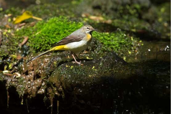 Grey wagtail Motacilla cinera, adult breeding male standing on rocky lip of a mossy waterfall, Forest of Dean, Gloucestershire, May