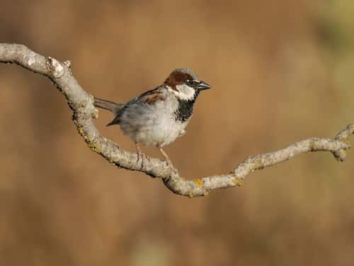 House sparrow Passer domesticus, single male on perch, Spain, June