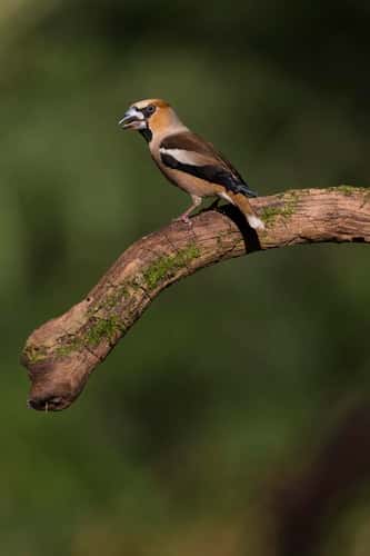 Hawfinch Coccothraustes coccothraustes, adult female perched on woodland branch, Lakitelek, Hungary, June