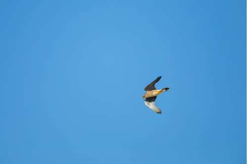 Common kestrel Falco tinnunculus, adult male in flight, Weston-Super-Mare, Somerset, England, UK, March