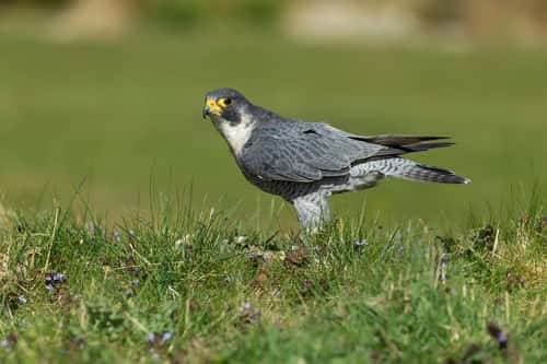 Peregrine falcon Falco peregrinus (captive), adult male feeding on kill, Hawk Conservancy Trust, Hampshire, UK, April