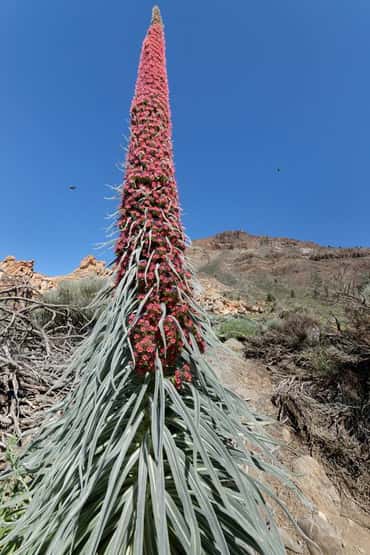 Honey bees Apis mellifera, flying to Mount Teide bugloss / Tower of jewels Echium wildpretii, flowers, Teide National Park, Tenerife, Canary Islands, May