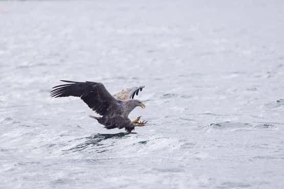 White-tailed eagle Haliaeetus albicilla, adult diving for fish, Loch na Keal, Isle of Mull, Scotland, UK, April