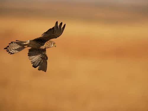Lesser kestrel Falco naumanni, single female in flight, Spain, June