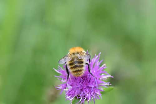 Moss carder bee Bombus Muscorum, feeding on knapweed flower, wild flower area, nature reserve, County Durham, August