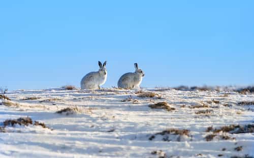 Mountain hare Lepus timidus, pair perched on snow-covered land, North Scotland, UK, February