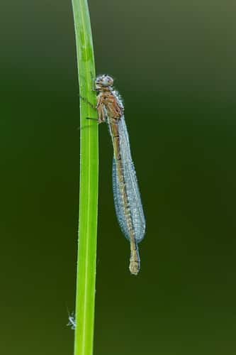 Southern damselfly Coenagrion mercuriale, teneral adult perched on grass stem, Parsonage Moor, The Wildlife Trusts, Oxfordshire, June