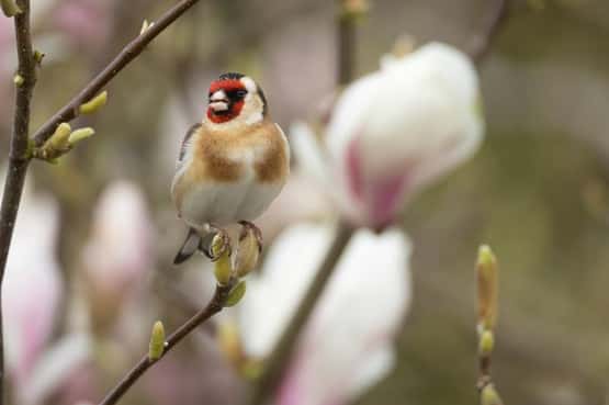 Goldfinch Carduelis carduelis, adult bird singing in a garden Magnolia tree, Suffolk, England, UK, March