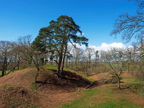 Scots pine Pinus sylvestris, Castle Hill Motte & Bailey, Edmondsham Estate, Dorset, England, UK, April