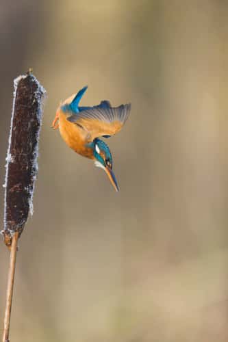 Common kingfisher Alcedo atthis, adult female diving from reedmace seedhead, Suffolk, England, UK, December