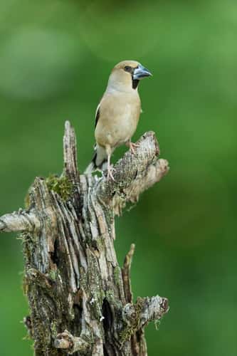 Hawfinch Coccothraustes coccothraustes, adult female perched on dead tree, Tiszaalpár, Hungary, May