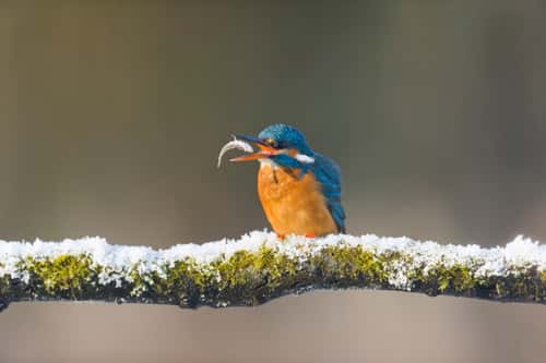 Common kingfisher Alcedo atthis, adult female perched on frost covered branch repositioning Three-spined stickleback Gasterosteus aculeatus, prey in beak, Suffolk, England, UK, December