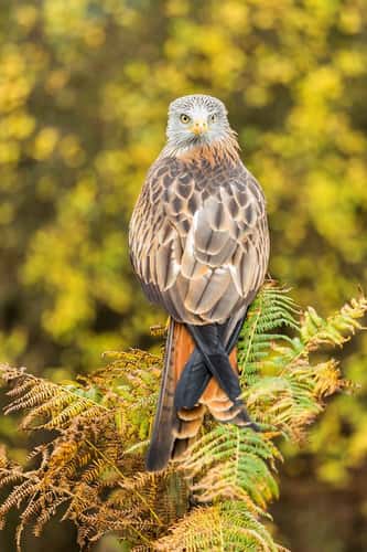 Red kite Milvus milvus, adult female perched on wooden post, captive, Hawk Conservancy Trust, Andover, Hampshire, September