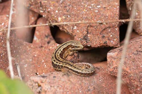 Viviparous lizard Zootoca vivipara, adult male basking on broken tiles, Dorset, England, UK, May