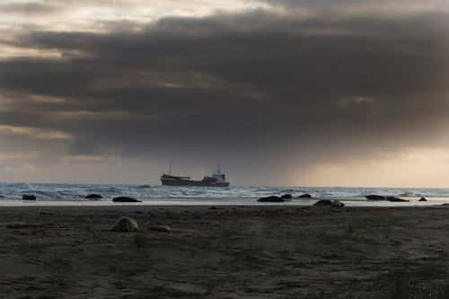 Grey seal Halichoerus grypus, adult group resting on beach at sunrise, with ship sailing past, Horsey, Norfolk, England, November
