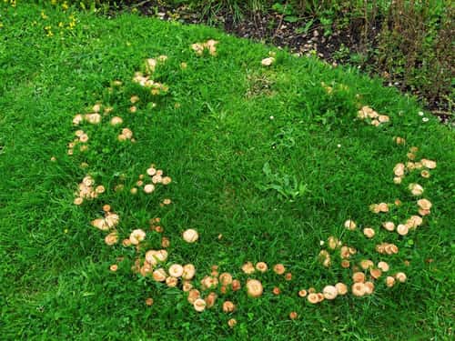 Fairy ring champignon Marasmius oreades, ring of fungi on a lawn, Ringwood, Hampshire, England, UK, August