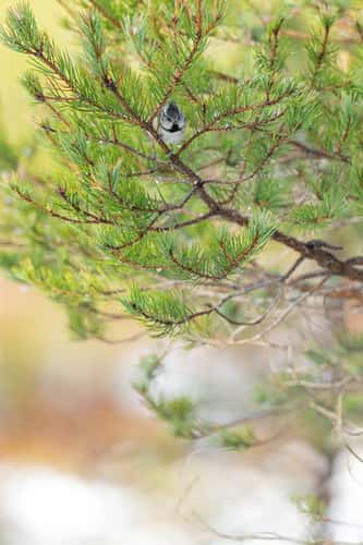 European crested tit Lophophanes cristatus, perched in Scots pine Pinus sylvestris, Rothiemurchus, Highlands, Scotland, UK