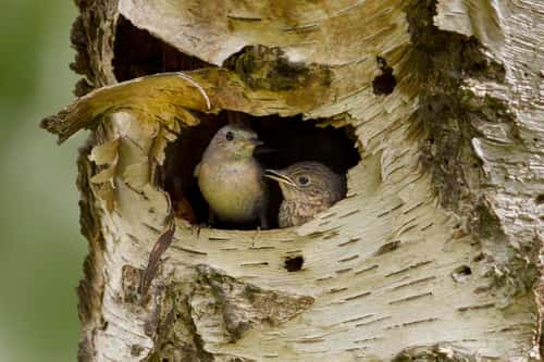 Redstart Phoenicurus phoenicurus, female and chick showing themselves in nest entrance in old tree, Cannock Chase, Cannock, Staffordshire, England, May