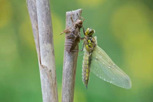 Four spotted chaser Libellula quadrimaculta, emerged from its nymphal case and developing into dragonfly, Cannock Chase, Cannock, Staffordshire, England, June