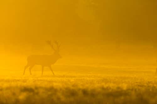 Red deer Cervus elaphus, stag walking on misty morning, Richmond Park, Greater London, October
