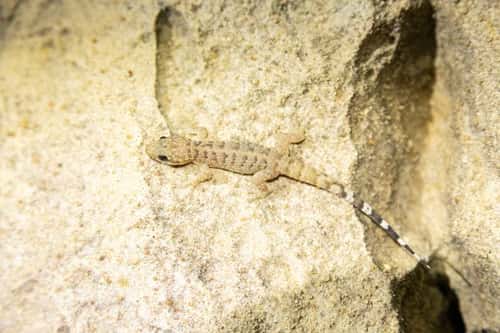 Barbados leaf-toed gecko Phyllodactylus pulcher, on a rock found during a night survey, November