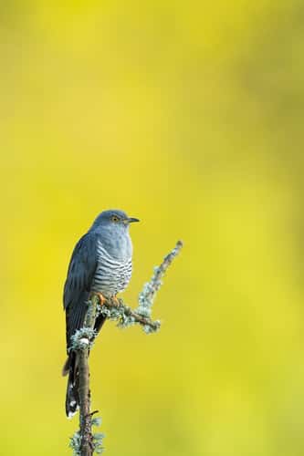 Common cuckoo Cuculus canorus, adult male perched, Thursley Common, Surrey, May